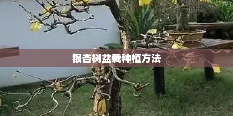 银杏树盆栽种植方法