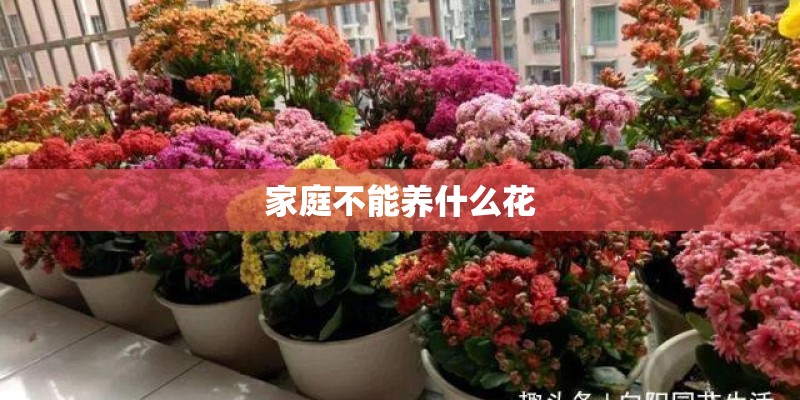 家庭不能养什么花