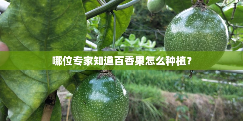 哪位专家知道百香果怎么种植？