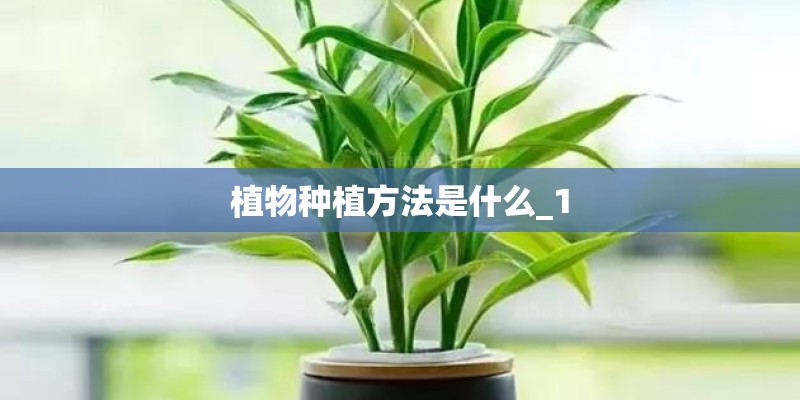 植物种植方法是什么_1