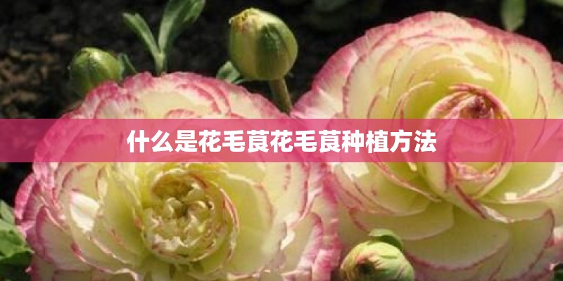 什么是花毛茛花毛茛种植方法
