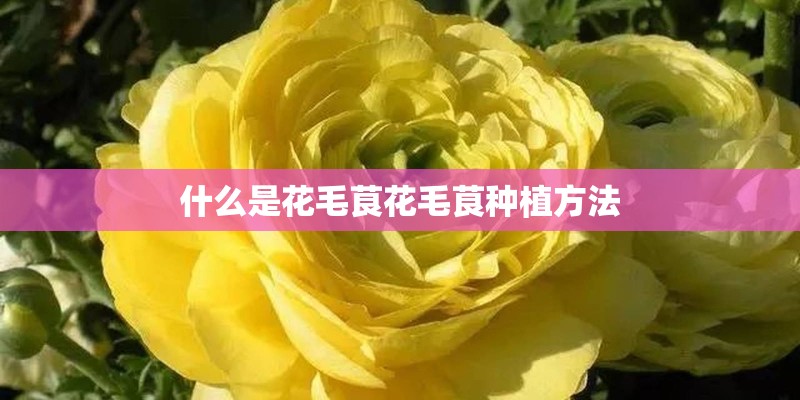 什么是花毛茛花毛茛种植方法