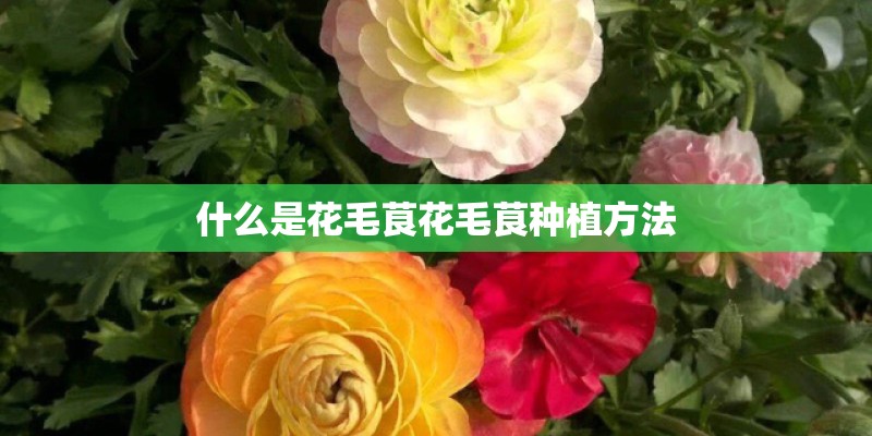 什么是花毛茛花毛茛种植方法