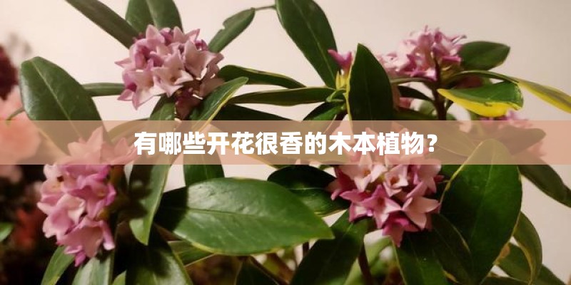 有哪些开花很香的木本植物？