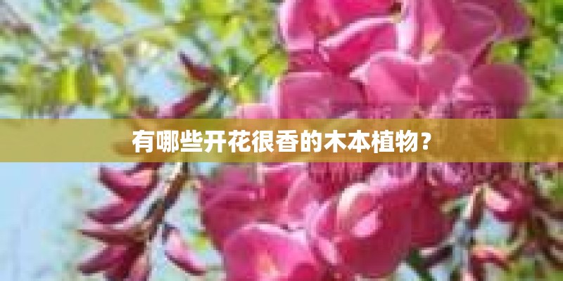 有哪些开花很香的木本植物？