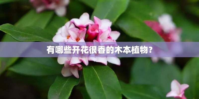 有哪些开花很香的木本植物？