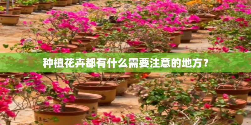 种植花卉都有什么需要注意的地方？