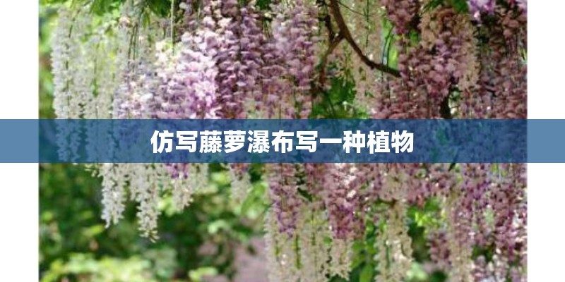 仿写藤萝瀑布写一种植物