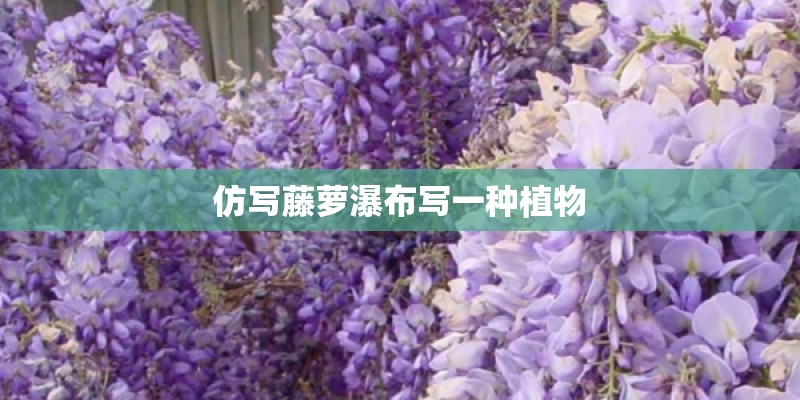 仿写藤萝瀑布写一种植物