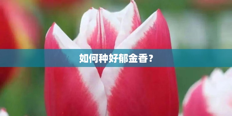 如何种好郁金香？