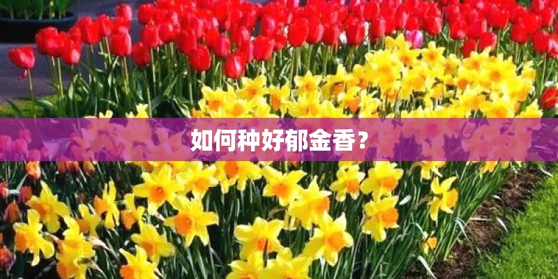 如何种好郁金香？