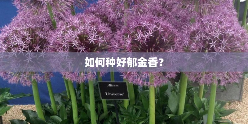 如何种好郁金香？