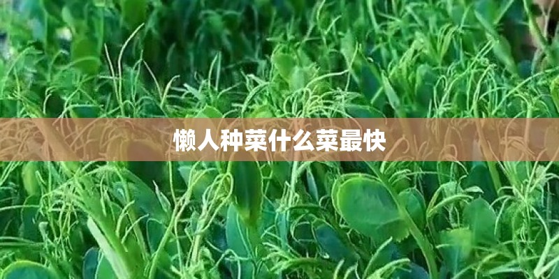 懒人种菜什么菜最快