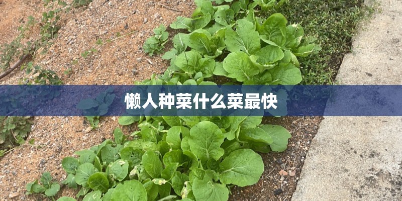 懒人种菜什么菜最快