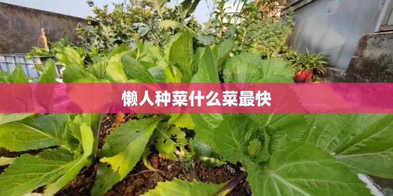 懒人种菜什么菜最快