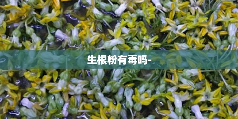 生根粉有毒吗-