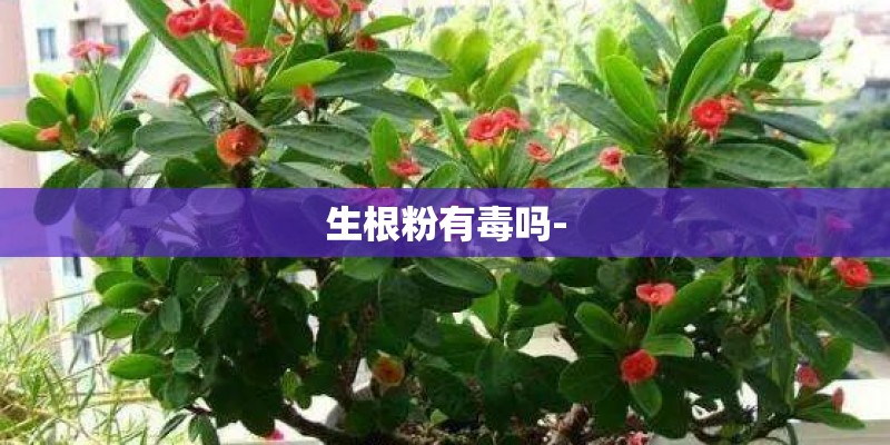 生根粉有毒吗-