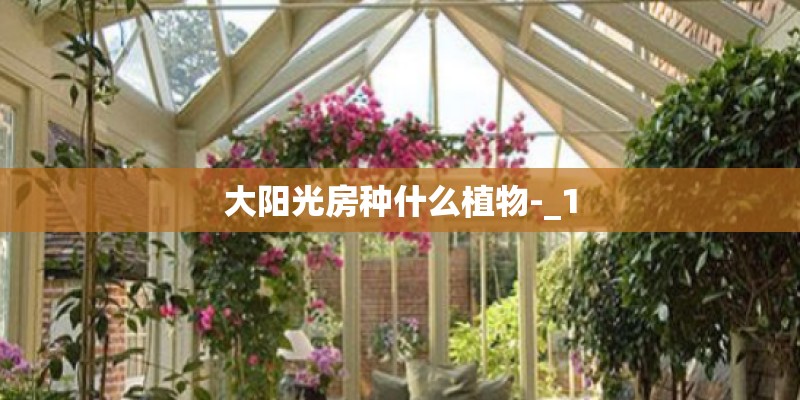 大阳光房种什么植物-_1