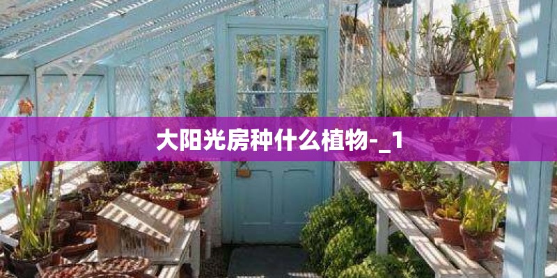 大阳光房种什么植物-_1