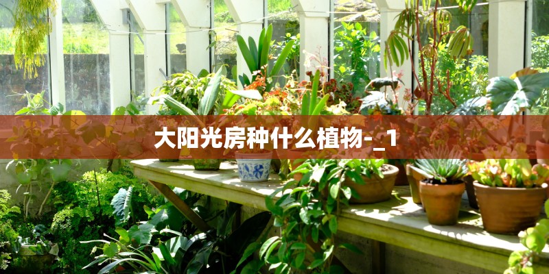 大阳光房种什么植物-_1