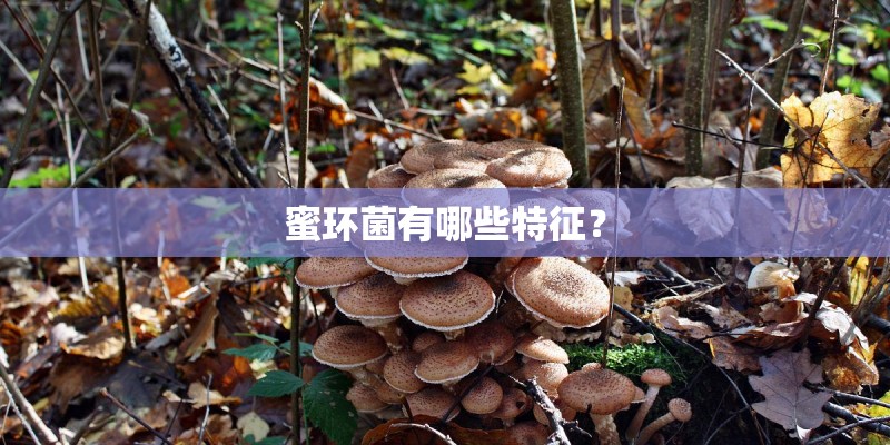 蜜环菌有哪些特征？