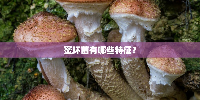 蜜环菌有哪些特征？