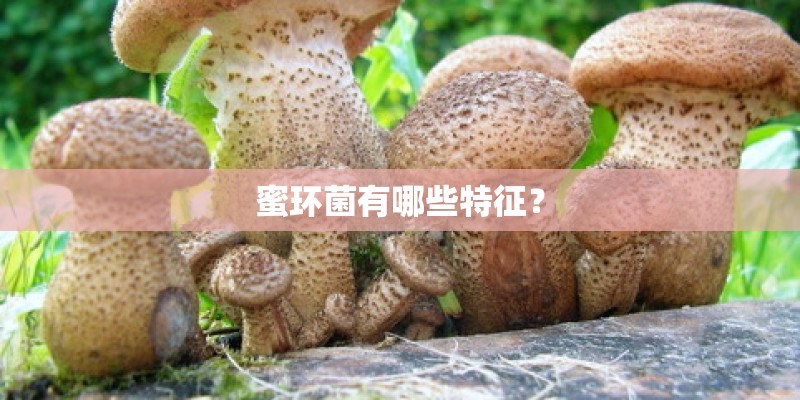 蜜环菌有哪些特征？