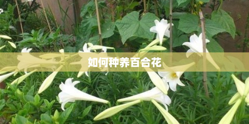 如何种养百合花