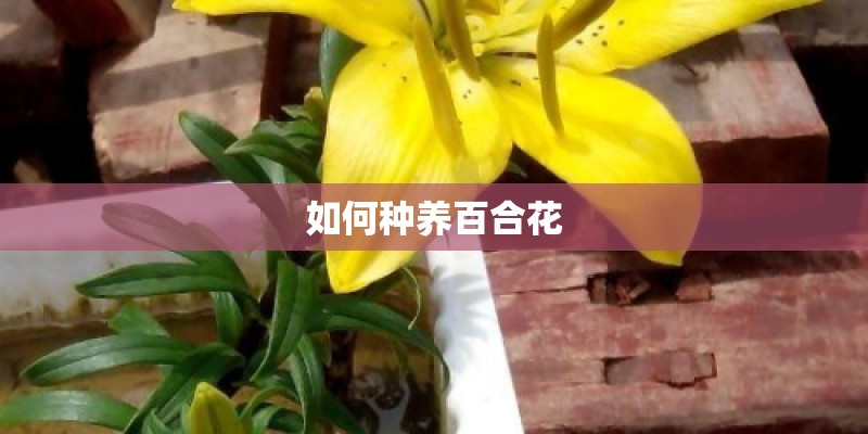 如何种养百合花