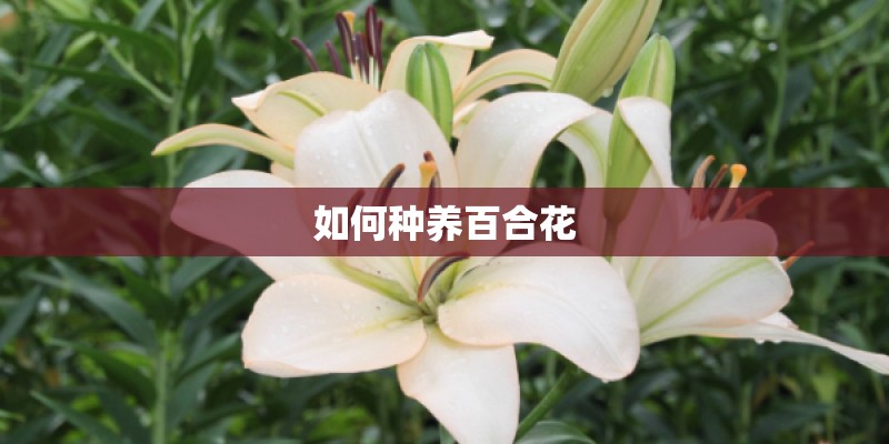如何种养百合花