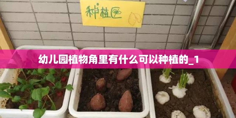 幼儿园植物角里有什么可以种植的_1