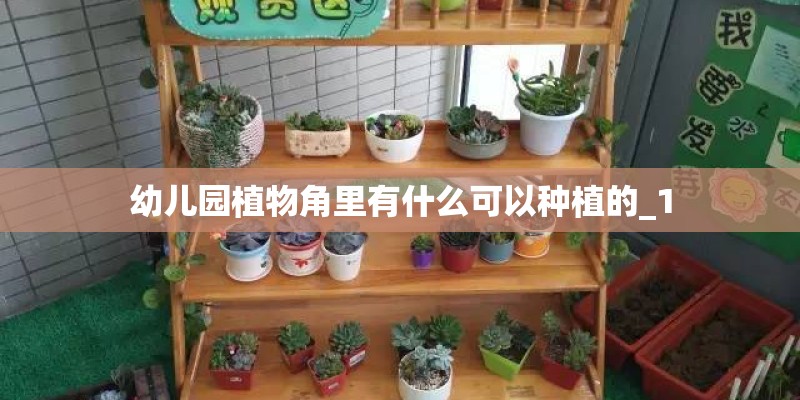 幼儿园植物角里有什么可以种植的_1