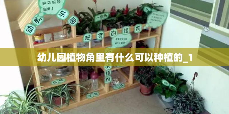 幼儿园植物角里有什么可以种植的_1