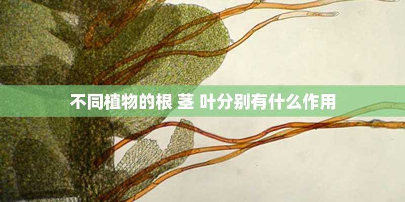 不同植物的根 茎 叶分别有什么作用