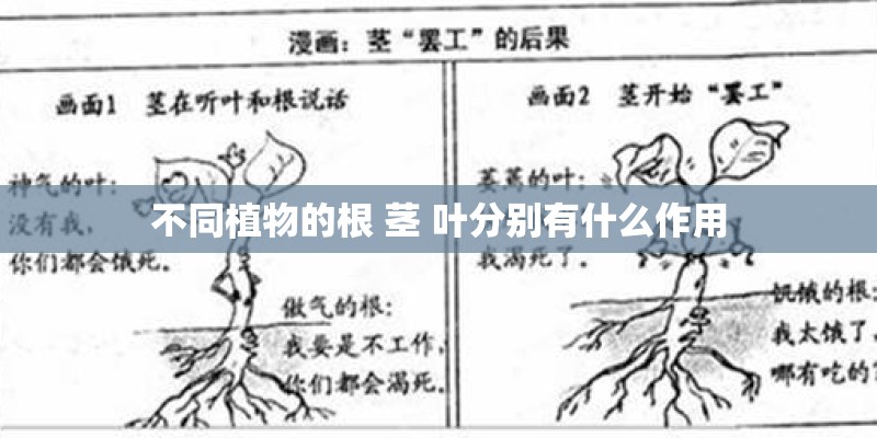 不同植物的根 茎 叶分别有什么作用