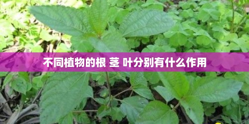 不同植物的根 茎 叶分别有什么作用